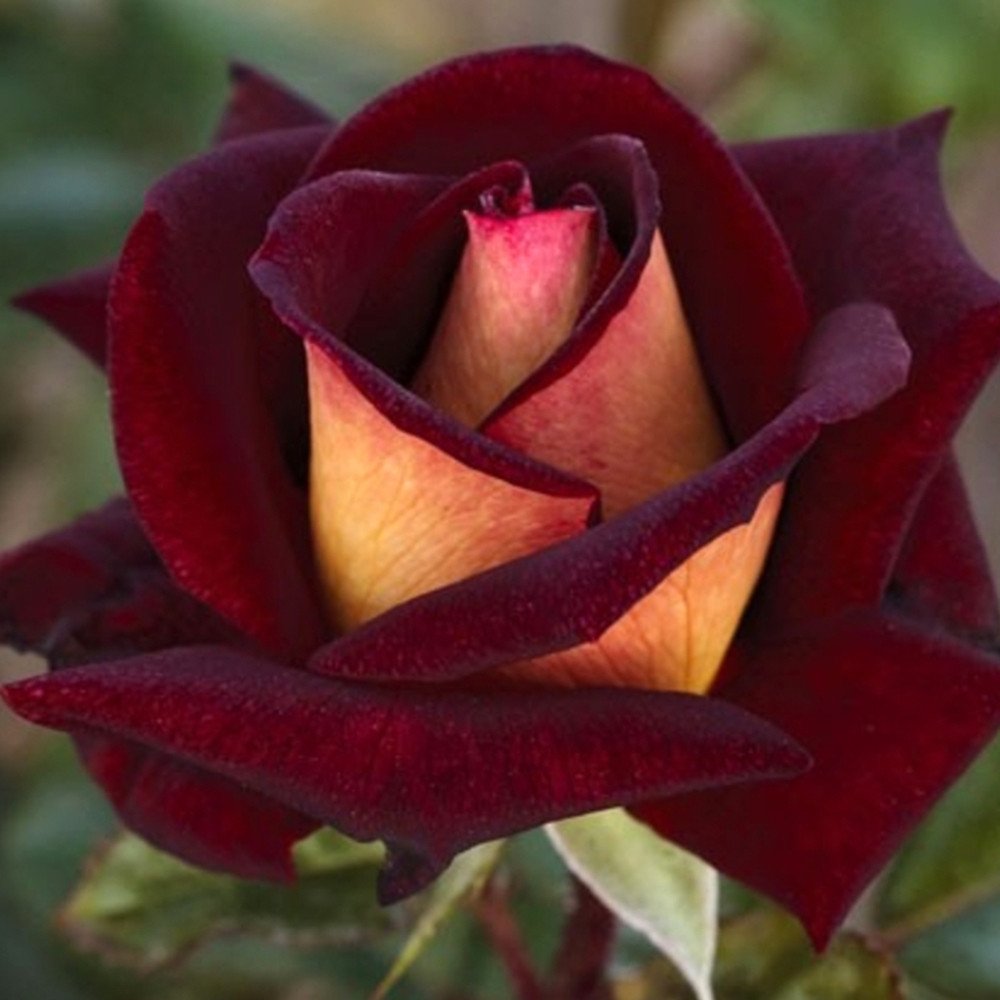 Саженцы чайно-гибридных роз Эдди Митчел (привитый) Черновцы - изображение 3