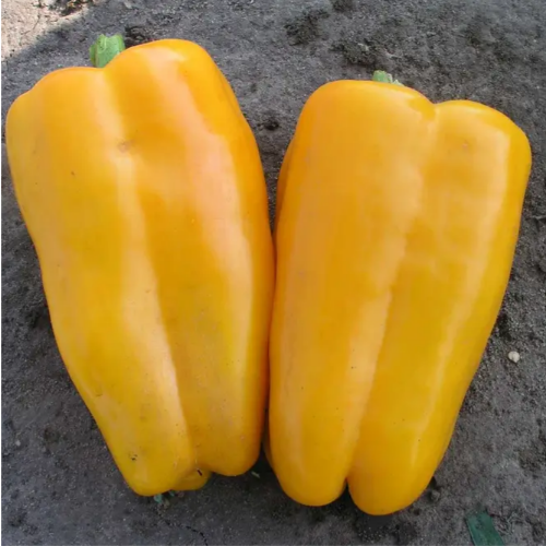 Перець Джеміні F1 кубічний жовтий 8шт Професійне насіння Житомир - изображение 3