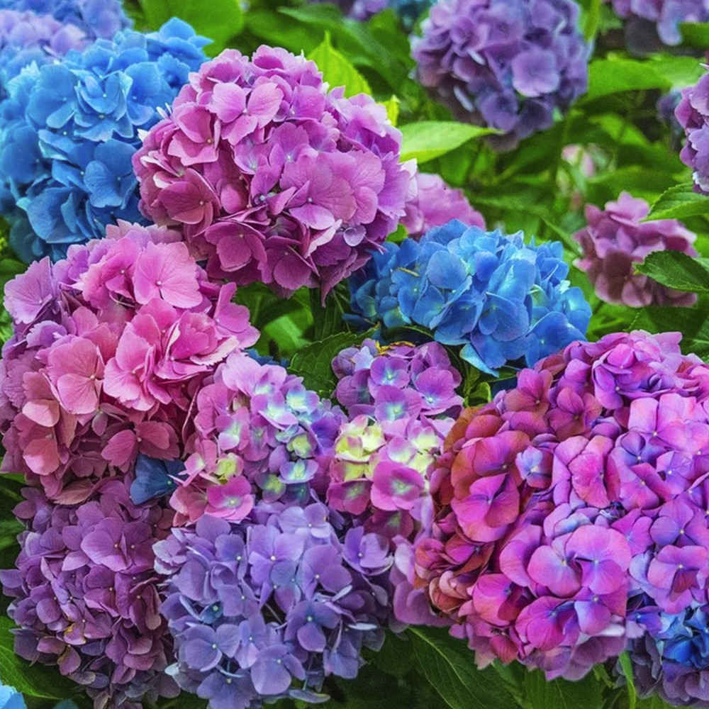 Саженцы гортензии Хамелеон (черенкованный) Черновцы - изображение 2