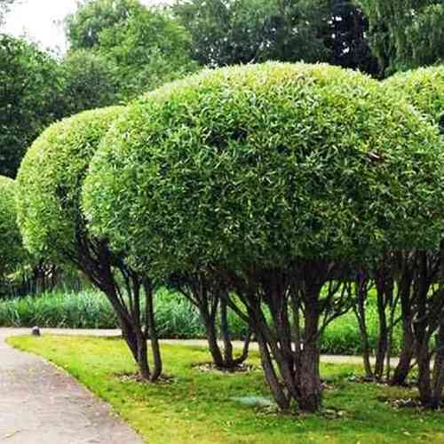 Саджанці декоративної верби Нана (черенкований) - 1-річний Чернівці