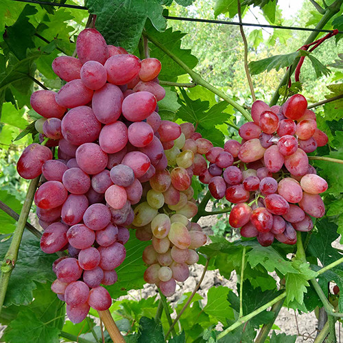 Саженцы винограда Казантип (черенкованный) - 2-летний Черновцы - изображение 1