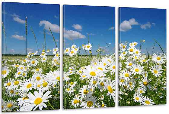 Модульна картина Природа Ромашка Art-47_3А Київ