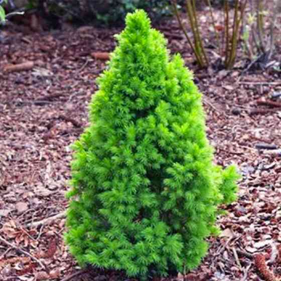 Саженцы ели канадской Зеленая Черновцы