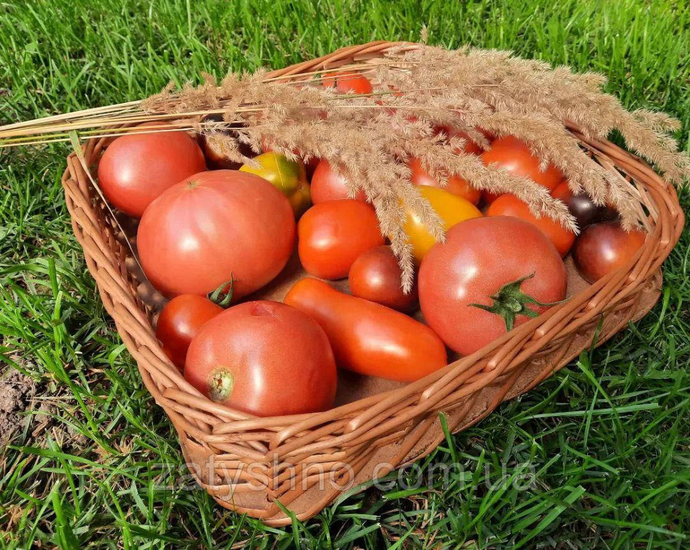 Лоток плетеный из лозы для хранения фруктов и овощей Киев - изображение 2