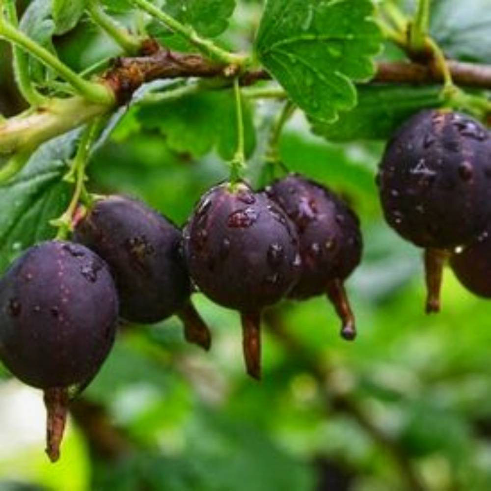 Саджанці йошти Чернівці - фото 1