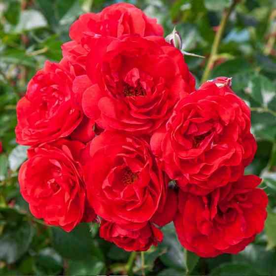 Саженцы почвопокровных роз Скарлет Мейяндекор (привитый) Черновцы