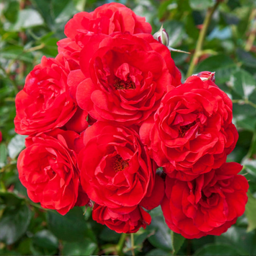 Саджанці грунтопокривних троянд Скарлет Мейяндекор (привитий) Чернівці - фото 3