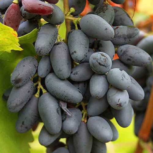 Cаджанці винограду Пам'ять Негруля (черенкований) - 1-річний Чернівці - фото 1