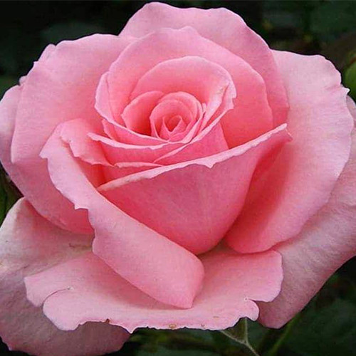 Саджанці троянд Мерхен Кеніген (привитий) - 2-річний Чернівці - фото 1