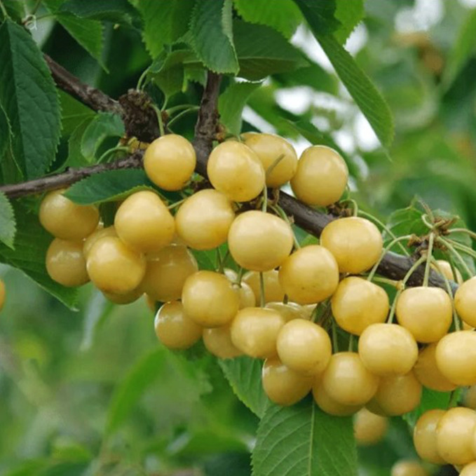 Саджанці черешні Денісена (привитий) - 2-річний Чернівці - фото 1