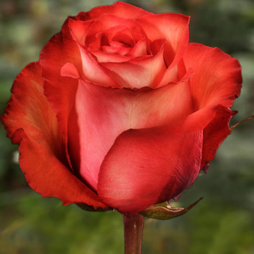 Саженцы чайно-гибридных роз Игуана (привитый) Черновцы - изображение 2