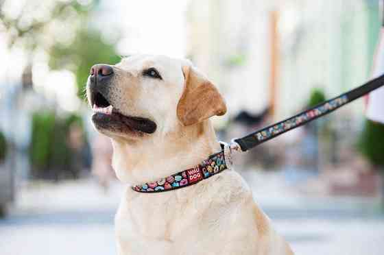 Нашийник для собак шкіряний WAUDOG Design з QR паспортом, малюнок "Пончики", XL, Ш 35 мм, Дов 4 Коломыя