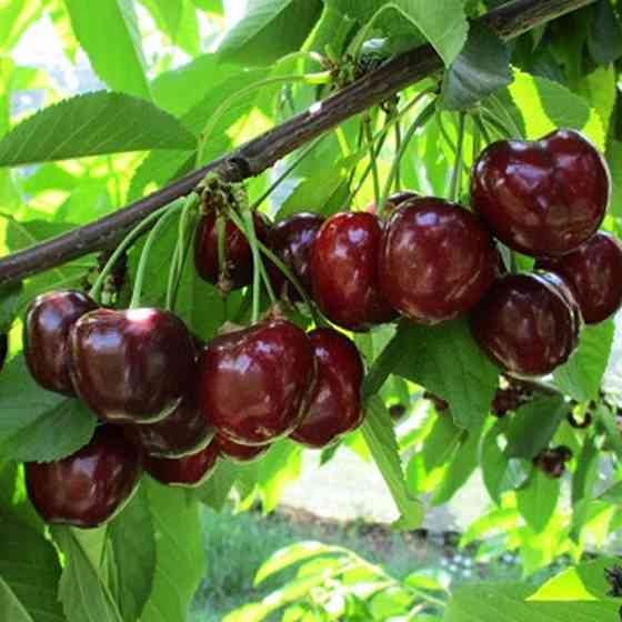 Саджанці черешні Роял Енн (привитий) - 2-річний Чернівці