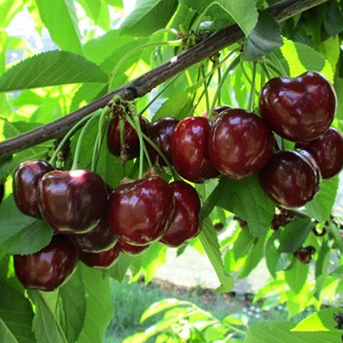 Саджанці черешні Роял Енн (привитий) - 2-річний Чернівці - фото 1