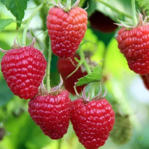 Саженцы малины Брянское Чудо (черенкованный) - 1-летний Черновцы - изображение 1