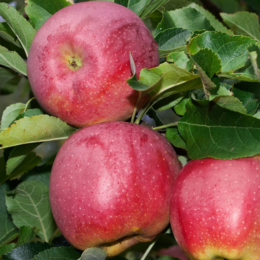 Саджанці яблуні Флоріна (привитий) - 2-річний Чернівці - фото 3