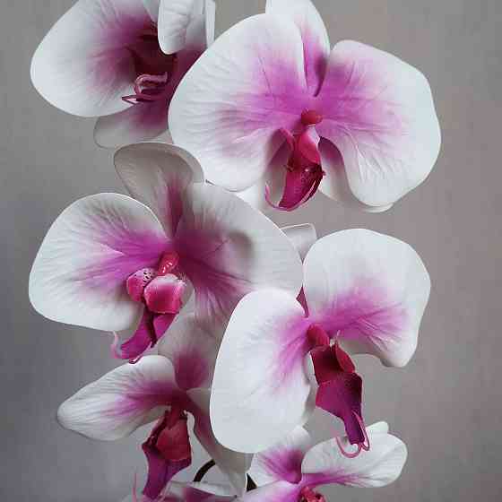 Штучна латексна орхідея VIP у малиновому керамічному кашпо на одну гілку біло-бузкова Дніпро