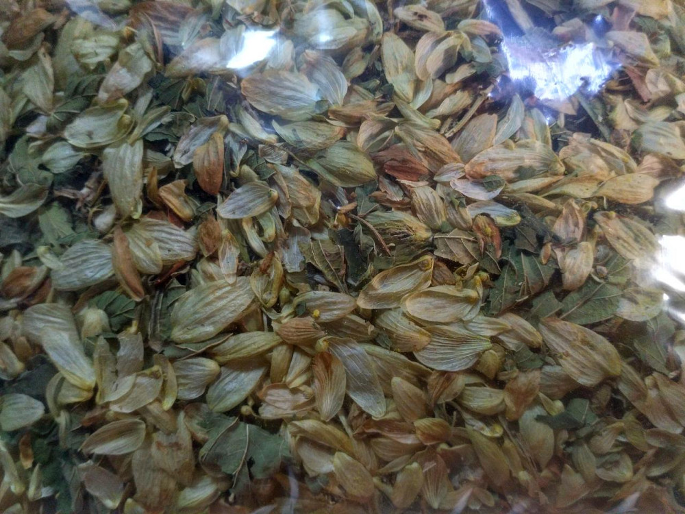 Хміль звичайний (Хмель обыкновенный)100г master sem Киев - изображение 2