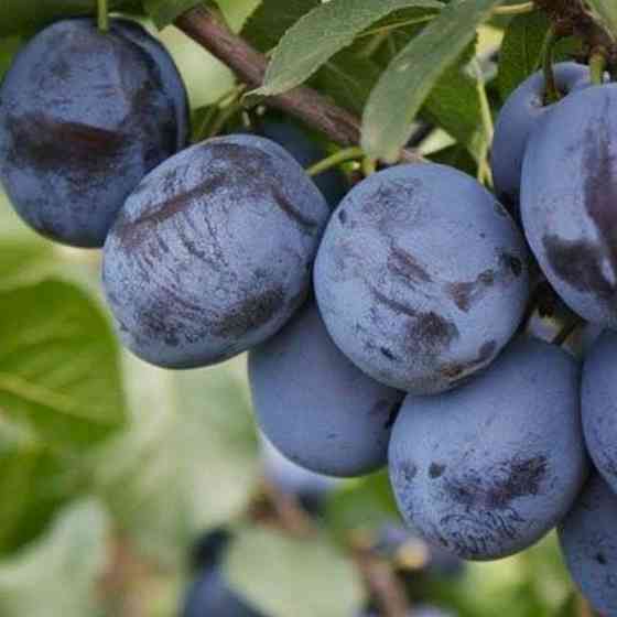 Саджанці сливи Найболія (привитий) - 1-річний Чернівці