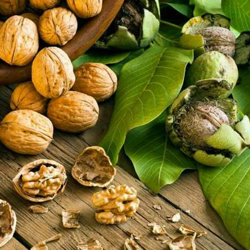 Саджанці грецького горіха Елізабет (привитий) - 1-річний Чернівці - фото 2