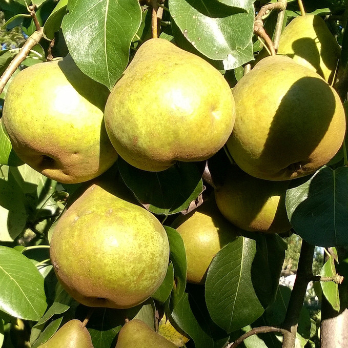 Саджанці груші Платонівська (привитий) - 2-річний Чернівці - фото 1