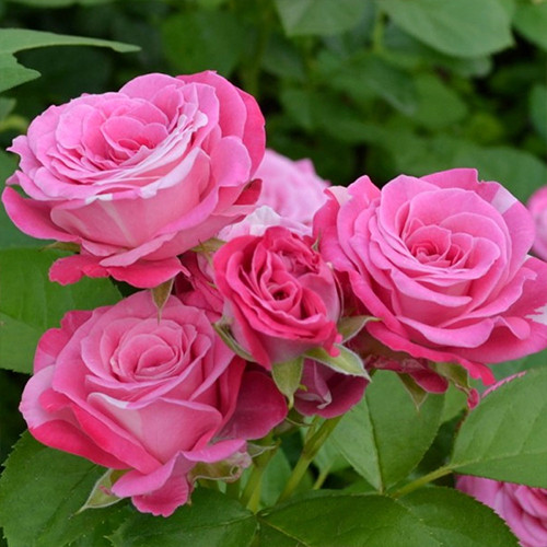 Саджанці троянд Леді Бомбастік (привитий) - 2-річний Чернівці - фото 1