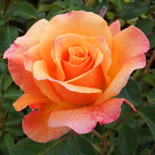 Саджанці троянд флорибунда Лоліта (привитий) Чернівці - фото 3