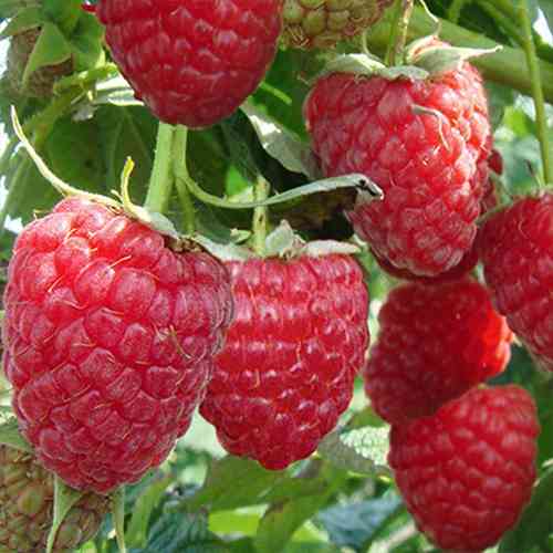 Саженцы малины Зюгана Черновцы