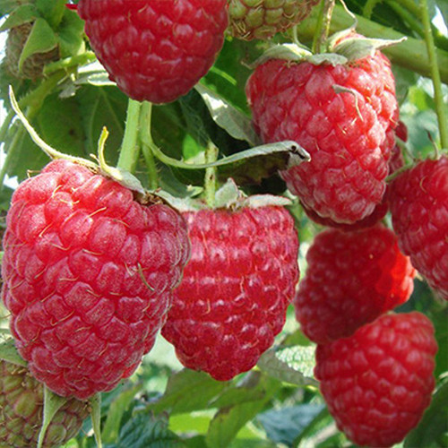 Саджанці малини Зюгана Чернівці - фото 3