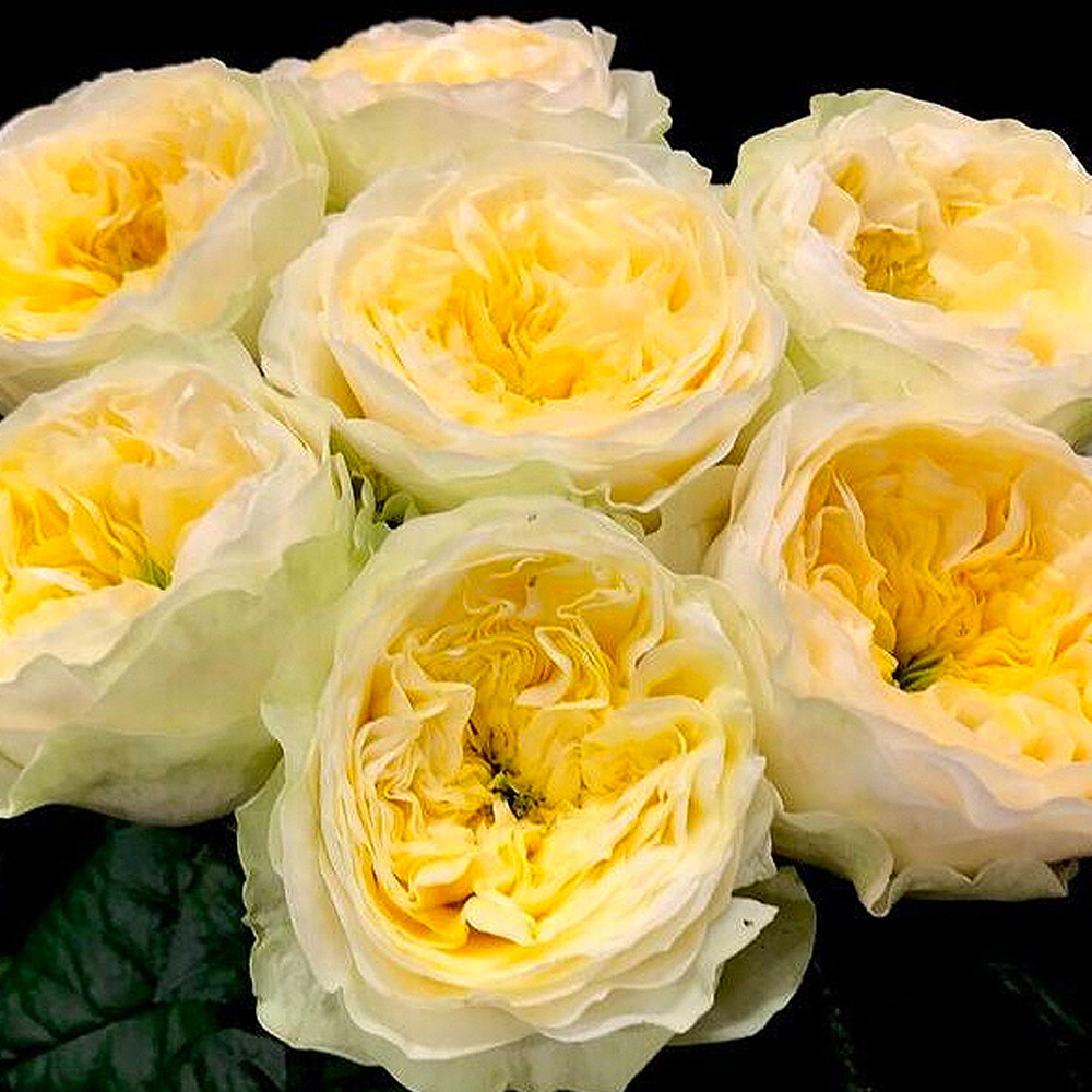 Саджанці англійських піоноподібних троянд Гайд Парк (привитий) Чернівці - фото 1