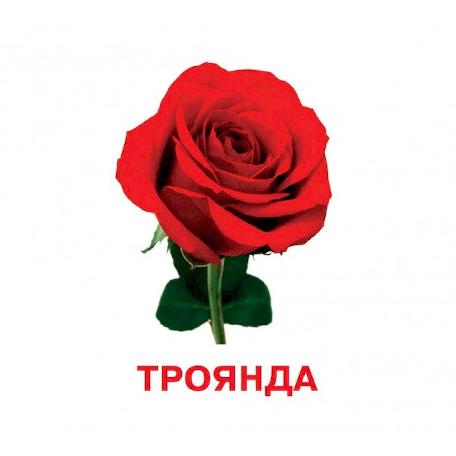 Розвиваючі картки для дітей Квіти J012y, 18 картинок Вінниця - фото 3