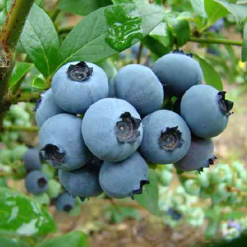 Саженцы голубики Латеблю (черенкованный) - 2-летний Черновцы