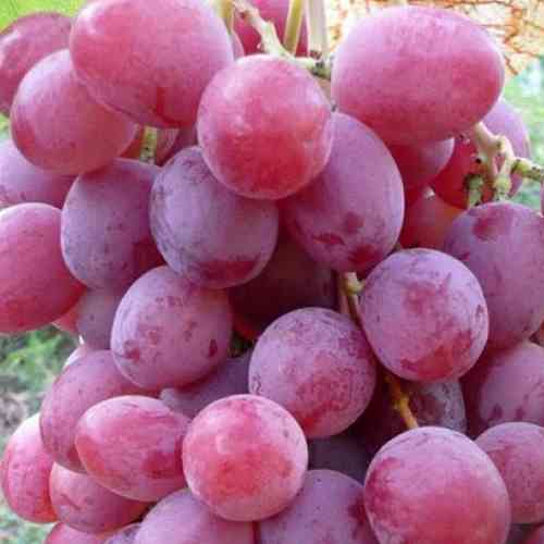 Саженцы винограда Шедевр (черенкованный) - 2-летний Черновцы