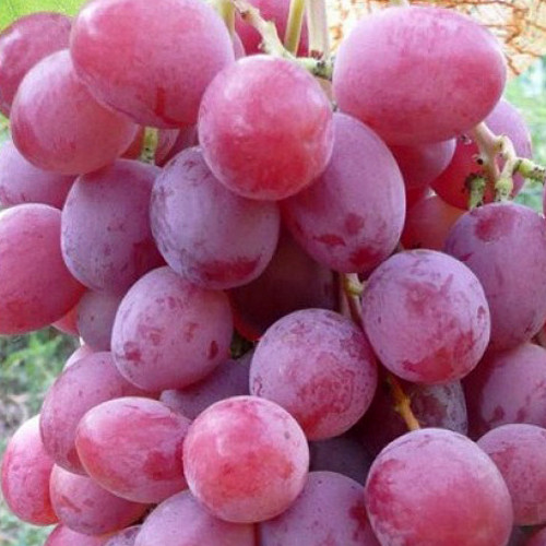 Саженцы винограда Шедевр (черенкованный) - 2-летний Черновцы - изображение 1