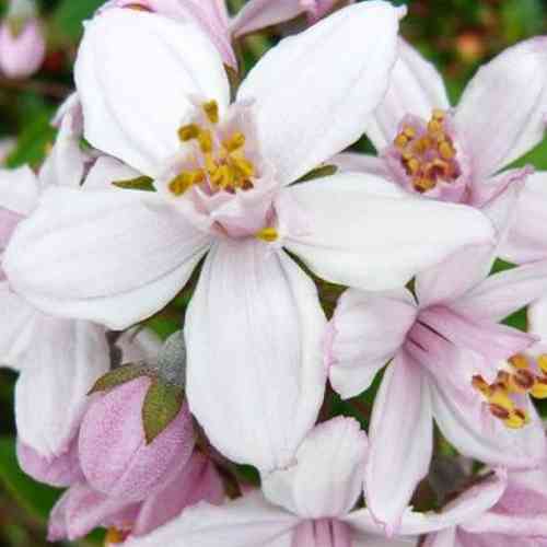 Саджанці дейції Рожева Гора (черенкований) - 2-річний Чернівці