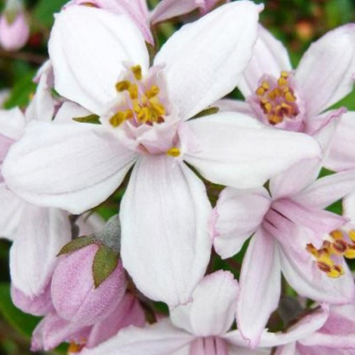 Саджанці дейції Рожева Гора (черенкований) - 2-річний Чернівці - фото 1