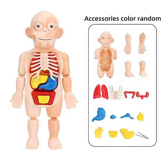 Модель анатомії тіла людини 3 D пазл навчальна іграшка для дітей 23 см різнокольоровий Київ
