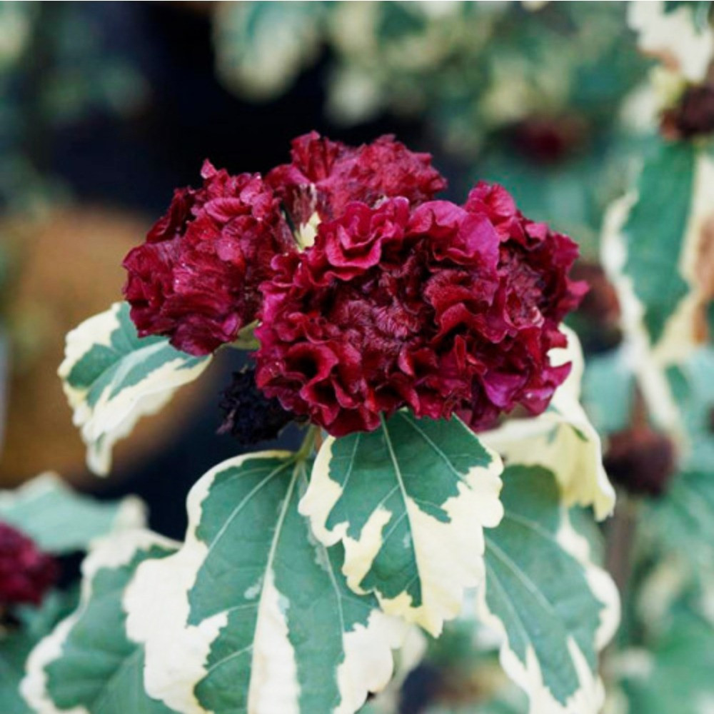 Саженцы гибискуса махрового Пурпуреа Вариегата (черенкованный) Черновцы - изображение 2