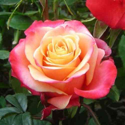 Саджанці чайно-гібридних троянд Три-Д (привитий) Чернівці