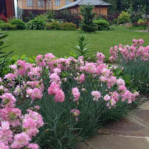 Саженцы гвоздики Многолетняя Розовая (черенкованный) - 2-летний Черновцы