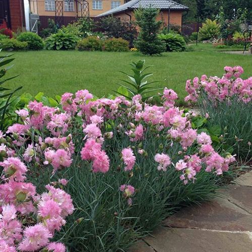 Саджанці гвоздики Багаторічна Рожева (черенкований) - 2-річний Чернівці - фото 1