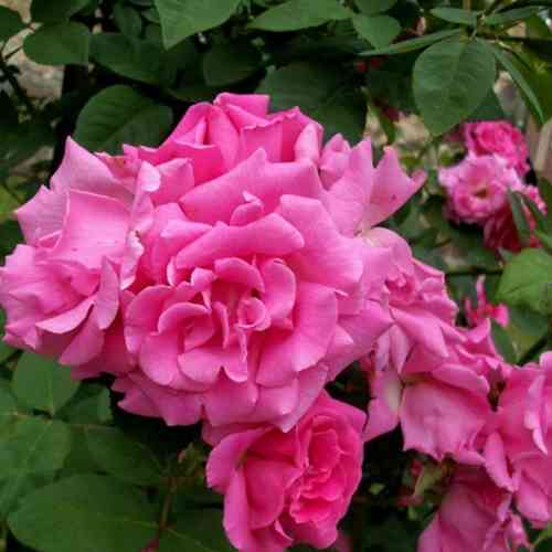 Саженцы роз Зеферин Дроухин (привитый) - 2-летний Черновцы