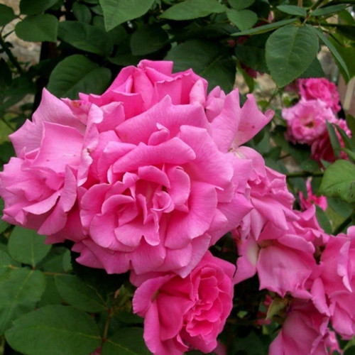 Саженцы роз Зеферин Дроухин (привитый) - 2-летний Черновцы - изображение 1