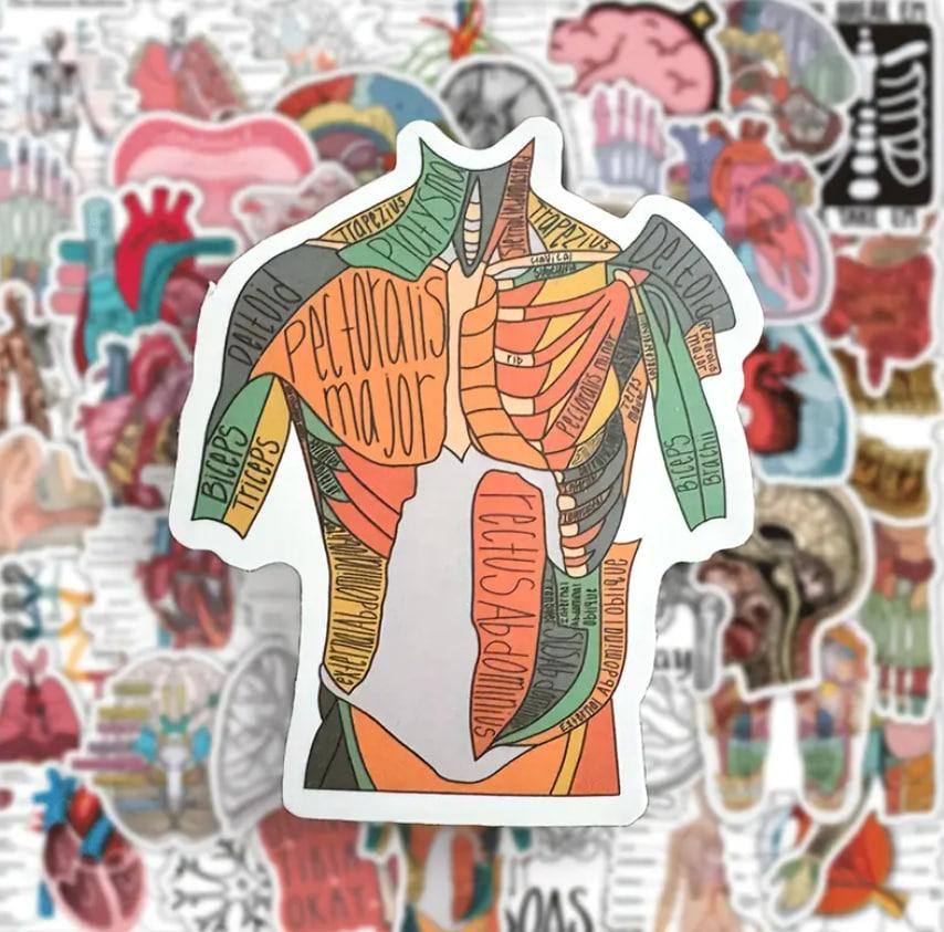 Вінтажні Анатомічні наліпки "Органи людини". Водонепроникні вінілові естетичні наліпки набір 50 шт., Київ - фото 2