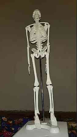 Велика модель скелета RESTEQ деталізована фігурка скелета анатомічний скелет людини 45см Київ
