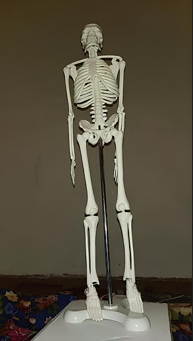 Велика модель скелета RESTEQ деталізована фігурка скелета анатомічний скелет людини 45см Київ - фото 5