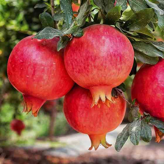 Саджанці гранату Азіатський (черенкований) - 1-річний Чернівці