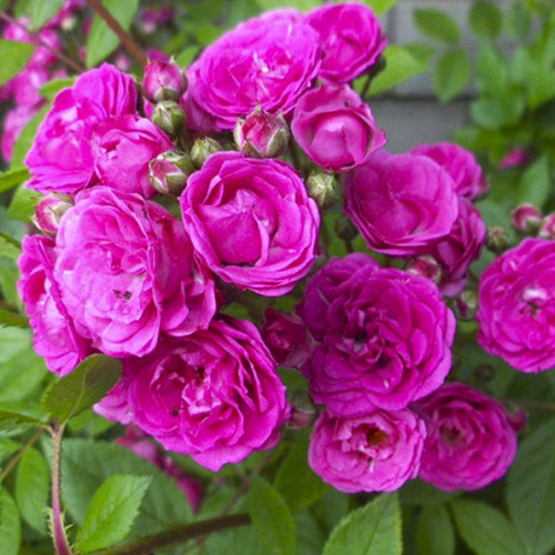 Саженцы роз Динки (привитый) - 2-летний Черновцы - изображение 1