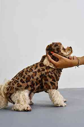 Шапка ушанка для собак меховая зимняя Dogs Bomba теплые ушки 3 Карамель Одесса