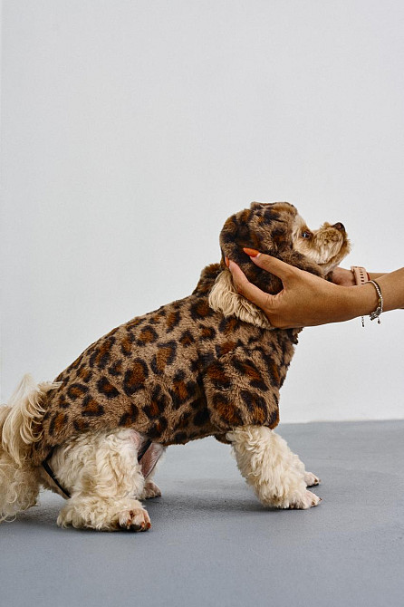 Шапка ушанка для собак меховая зимняя Dogs Bomba теплые ушки 3 Карамель Одесса - изображение 3